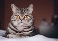 Penyuka Kucing, Ini yang Perlu Moms Ketahui Saat Masa Kehamilan!