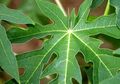Jaga Kesehatan dan Cegah Penyakit Mematikan dengan Daun Pepaya