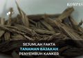 Tak Hanya Bajakah Asal Kalimantan, 7 Tanaman Ini Diklaim Bisa Jadi Obat Kanker, Termasuk Daun Belalai Gajah