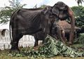 Meski Kurang Gizi dan Bertubuh Kurus, Gajah Ini Tetap Dipaksa Parade