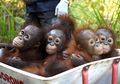 Tak Hanya Manusia, Ternyata Orangutan Pun Merasakan Manfaat Bajakah, Tanaman Penyembuh Kanker dari Kalimantan Tengah