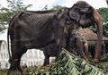 Viral Foto Gajah hanya Tinggal 'Kulit dan Tulang' karena Kurang Makan dan 'Disiksa' Demi Festival