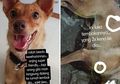 Viral Aksi Penembakan Anjing di Tangerang, Pelaku Juga Sempat Todong Pemilik Pake Senpi
