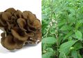 Tak Hanya Bajakah dan Tanaman Herbal Lainnya, Jamur Maitake dan Daun Tangguh pun Bisa Menggempur Kanker