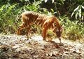 Kebakaran Hutan Bikin Harimau Keluar dari Belantara. Ini Penjelasan BKSDA Riau