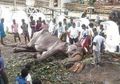 Masih Ingat Gajah yang Tinggal 'Kuit dan Tulang'? Foto Terbaru Menunjukkan Kondisinya Makin Parah!