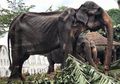 Kisah Lengkap Gajah Tikiiri, Tubuhnya Kering Kerontang hingga Hampir Mati, Ternyata Beginilah Kondisinya