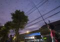 FOTO : Migrasi Burung Yang Melintas di Yogyakarta