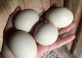 Sok-sokan Terima Tantangan Makan Telur Rebus 50 Butir Sekaligus dengan Imbalan Rp 500 Ribu, Nasib Pria Ini Justru Berakhir Mengenaskan