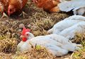 Tafsir Mimpi Melihat Ayam Bertelur, Pertanda Keberuntungan Lo!