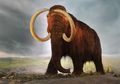 Lagi Main, Bocah 12 Tahun Nggak Sengaja Temukan Gigi Mammoth Berbulu Langka