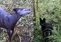 Inilah Makhluk-makhluk Misterius Penghuni Gunung Tertinggi di Dunia Kilimanjaro, Ada yang Menyendiri dan Suka Mengintai