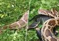 Langka, Beredar Video Ular Python Muntahkan Seluruh Tubuh Anjing yang Telah Dimangsanya