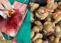 Doyan 'Memangsa' Bebek Karet Mainan, Perut Seekor Anjing Harus Dibedah, Setelah Dikeluarkan Jumlahnya Fantastis
