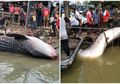 Biasanya Hidup di Laut, Hiu Paus Ini Ditemukan Mati Mengambang di Sungai Malaysia, Penemunya Juga Sampai Terkejut