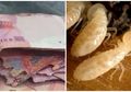 Disimpan Setahun di Lemari, Nenek Ini Kaget Lihat Uang Miliknya Sebesar Rp20 Juta Dimakan Rayap
