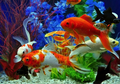 Bisnis Ikan Hias Laris Manis Saat Pandemi, Begini Cara Buat Kolam Ikan Sendiri!