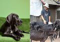 Tinggal Tulang Dibungkus Kulit, 15 Anjing Great Danes Ditemukan dalam Kondisi Mengerikan, Sang Pemilik Beberkan Alasan di Baliknya yang Ternyata Lebih Memperihatinkan