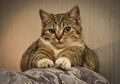 Terbongkar Penyebab Kucing Suka Menggaruk Sofa, Bukan Tanpa Alasan, Salah Satunya Karena Stres