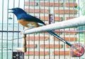 Burung Murai Batu Terancam Punah, Akankah Kita Akan Kehilangan Penyanyi Unggas Paling Merdu?