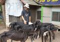 Anjing-anjing Hitam Ini 'Menangis Sedih' Jadi Seperti Kerangka Hidup Mengerikan Saat Ditemukan, Disebabkan Pemiliknya Alami Hal Ini