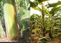 Gampang Dicari Tapi Sering Disepelekan, Batang Pohon Pisang Ternyata Punya Manfaat Luar Biasa, Bisa Sembuhkan Diabetes Sampai Cegah Batu Ginjal