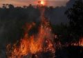 Kebakaran Hutan Amazon: Luas Wilayah yang Terbakar Capai 28 Kali Luas Jakarta