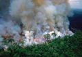 4 Dampak Buruk yang Bisa Terjadi Jika Hutan Amazon Terus Terbakar