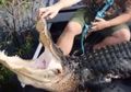Berburu di Malam Hari, Buaya Sepanjang 3,5 Meter Serang Pria Ini dan Seret ke Dalam Rawa, Lengannya pun Terluka
