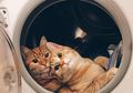 Ternyata Memelihara Kucing Bisa Cegah Penyakit Jantung dan Stroke, Pecinta Kucing Wajib Tahu!