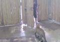 Pintu Kandang Dibiarkan Terbuka, Macan Tutul Ini Buat Onar dengan Menerkam Balita Hingga Alami Patah Tulang Pipi