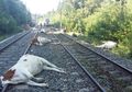 20 Sapi Mati Ditabrak Kereta Api, Mereka Diduga Telah Mengembara Sejauh 8 Kilometer Sebelumnya