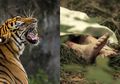 Seorang Pria Ditemukan Tewas Mengenaskan Diterkam Harimau, Begini Kondisinya saat Ditemukan yang Mengerikan
