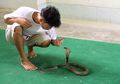 Serat Ijuk Dianggap Ampuh Cegah Ular Masuk Rumah, Mitos atau Fakta?