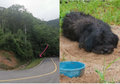 Dilepaskan di Pinggir Jalan, Seekor Anjing Ini Berjalan Sejauh 21 Kilometer Kembali ke Tempat Saat Pertama Kali Ditinggal Majikannya