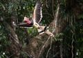 Rangkong Gading, Burung Purba yang Bisa Hidup Puluhan Tahun Kabarnya Berstatus Terancam Punah