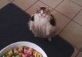 Terkenal Karena Disebut Bawa Toksoplasma, Kucing Ternyata Bisa Cegah Penyakit Jantung dan Stroke Bagi Pemeliharanya