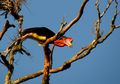 Balung Burung Ini Lebih Mahal dari Gading Gajah, Saat Ini Spesiesnya Kritis Menuju Punah