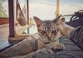 Berita Baik untuk Pecinta Kucing, Ternyata Pelihara Kucing Bisa Cegah Serangan Jantung dan Stroke