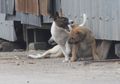 Diterkam Anjing Majikannya, Seorang PRT Tewas Mengenaskan dengan Luka Koyak di Leher, Punggung, Hingga Dada