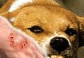Kasus PRT Digigit Anjing Majikan Hingga Tewas, Ini 4 Kasus Manusia Tewas Digigit Anjing Lainnya, Ada yang Tersisa Tengkorak Kepala Saja
