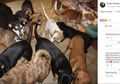 Baik Hati, Wanita Ini Bawa 97 Anjing ke Rumahnya Selama Badai Terjadi