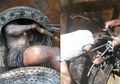 Bikin Geleng-geleng Kepala, Diduga Terjadi Sabotase, Pipa Air PDAM di Jayapura Mendadak Mampet, Lihat Apa yang Ada di Dalamnya