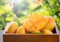 Tak Banyak yang Tahu, Buah Mangga Ternyata Berikan Manfaat Khusus untuk Ibu Hamil dan Janinnya! Apa ya?
