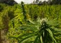 Mati-matian Tutupi Keterlibatannya Sebagai Pemasok Ganja, Perbuatan Ibu Ini Terbongkar Karena Perkataan Polos Anaknya ke Petugas Polisi