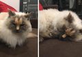 Punya Motif Bulu Mirip Kelamin Cowok di Jidat, Kucing Ini Viral