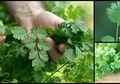 Manfaat Daun dan Biji Ketumbar: Kelola Diabetes, Perangi Kanker, dan Jaga Kesehatan Jantung, Simak Cara Bikin Air Ketumbar!