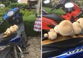 Viral Foto Busa Jok Motor yang Ditumbuhi Jamur, Begini Penjelasan Ahli