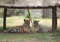 Nasib Hewan Terancam Akibat Wabah Virus Corona, Kebun Binatang di Bandung Siap Potong Rusa untuk Pakan Harimau Sumatera, Petugas: Yang Nggak Penting Kita Buang Dulu