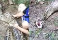 Petani Terkejut Temukan Ular Piton dengan Perut Membesar Terkulai Lemas, 1 Jam Kemudian Benda Ini Keluar Dari Perutnya